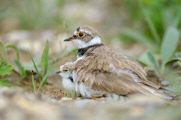 Little Plover (Charadrius dubius) with its chick on the banks of the Rhine.