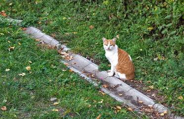 Pets cats in different situations in the trees and in the house