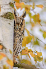 Long-eared owl (asio otus) perched in a tree in winters.