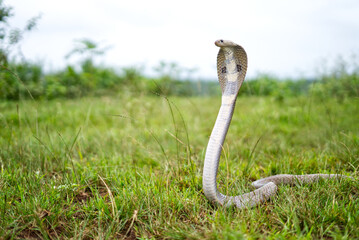 Portrait of an Indian spectacled cobra in grass