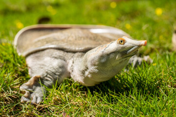 Portrait of a Leith's softshell turtle in rehabilitation