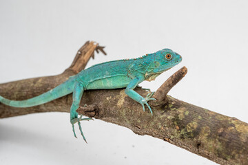 Portrait of a blue Iguana under rehabilitation