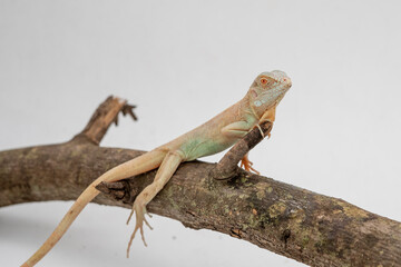 Portrait of a albino Iguana under rehabilitation
