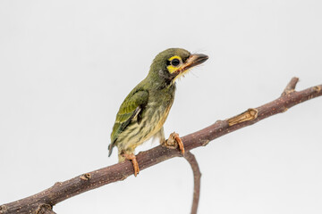 Portrait of a juvenile Coppersmith barbet under rehabilitation at an animal rescue center