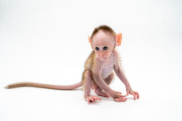 Portrait of a bonnet macaque getting hand raised and under rehabilitation at a wildlife center in India.