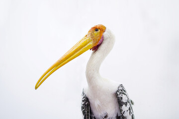 Portrait of a Painted stork while rehabilitation at an animal rescue center in India