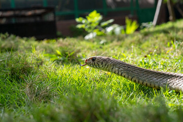 Portrait of an Indian rat snake while rehabilitation at an animal rescue center.