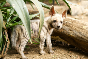 Portrait of an orphan young hyena cub while getting hand raised at a rehabilitation center