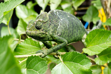 Chameleon on a branch