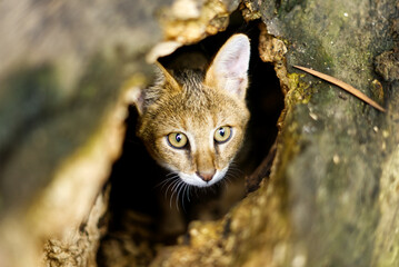 Portrait of a juvenile Jungle Cat