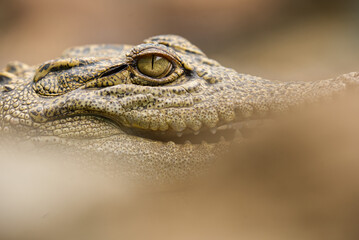 Eye of a Siamese Crocodile