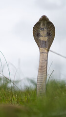 Portrait of an Indian spectacled cobra in grass