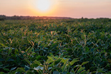 Blurred image of sunset, soybean field in rural area.Scenery.