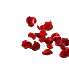 Floating red rose petal isolated on white. Background concept for love greetings on valentines day and mothers day. Space for text