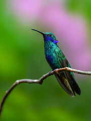 Sparkling Violetear Hummingbird in flight collecting nectar from beautiful red flower on dark  background