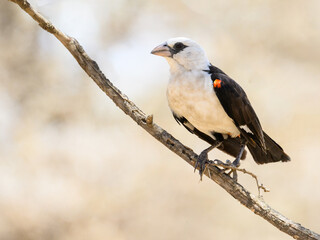 Red-billed Buffalo-Weaver on tree branch in Tanzania