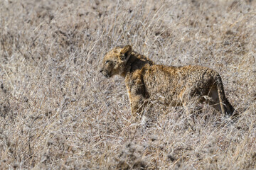 Lion cub standing in the savannah  