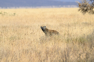 Spotted Hyena resting in Serengeti National park in the dry season, Tanzania, East Africa