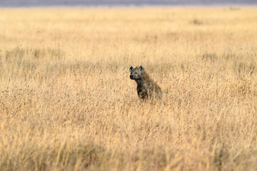 Spotted Hyena resting in Serengeti National park in the dry season, Tanzania,  Africa