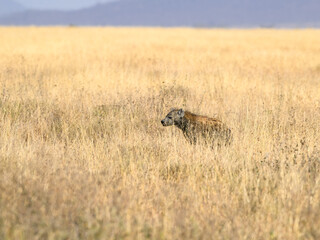 Spotted Hyena resting in Serengeti National park in the dry season, Tanzania, East Africa