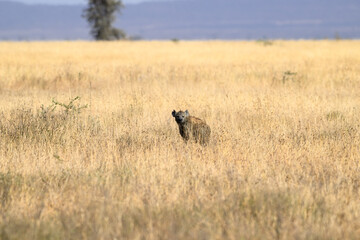 Spotted Hyena resting in Serengeti National park in the dry season, Tanzania, East Africa