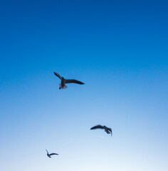 Three seagulls flying in the sky