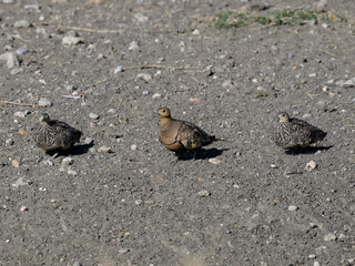 Chestnut-bellied Sandgrouse resting on the ground in savannah, Tanzania