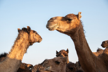 Camellos de Chad
