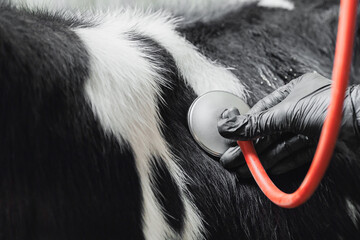 Vet doctor uses stethoscope for checks health of calf and medical treatments cow in dairy farm....