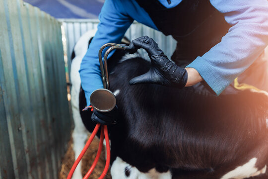 Love To Cattle Cow Animal Veterinary In Agriculture. Vet Doctor Control Health Of Calf And Medical Treatments In Dairy Farm