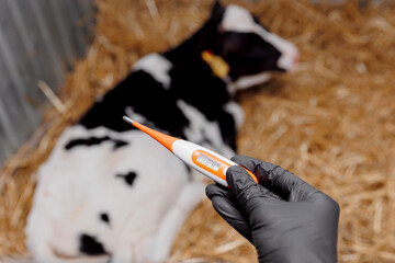 Thermometer background cow, Veterinarian measuring temperature and monitoring health calf inside...