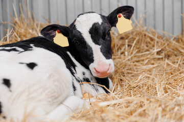 Closeup portrait of holstein calf cow lying in straw inside dairy farm with sunlight