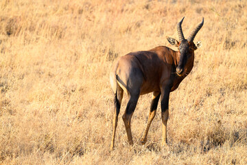 Topi standing in the sun-dried savannah in the dry season