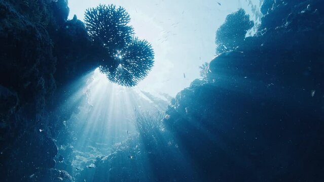 Sun shines through the coral reef in Raja Ampat, Indonesia. Underwater view of the vivid healthy coral reef in Misool region, West Papua