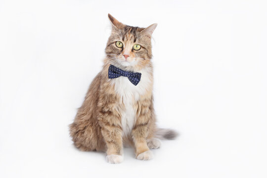 Kitten in on white background. Kitten with a blue bow tie. Cat posing at camera. Studio shot of domestic Cat. Portrait of a cat with a blue butterfly on its neck on a light background