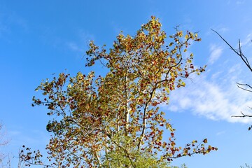 The autumn leaves in the tall trees with the blue sky.