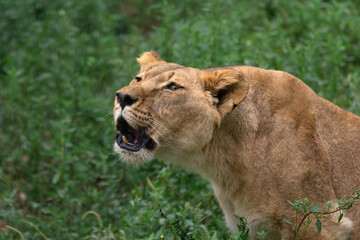 Female lion in the forest