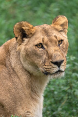 Female lion in the forest