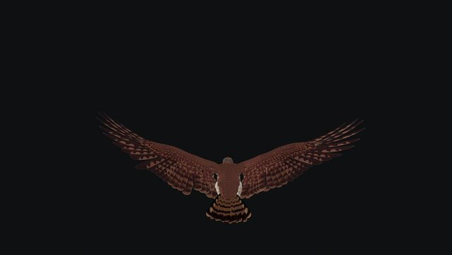 American Kestrel - Raptor Bird - Flying Loop - Back View CU - Realistic 3D animation isolated on transparent background with alpha channel