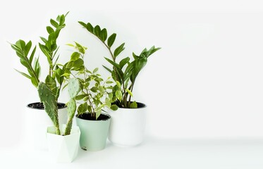 There are potted indoor plants on a table on a white background.  Green zamioculcas, ficus and prickly cactus.  Foreground, isolated background.  Space for copying text.