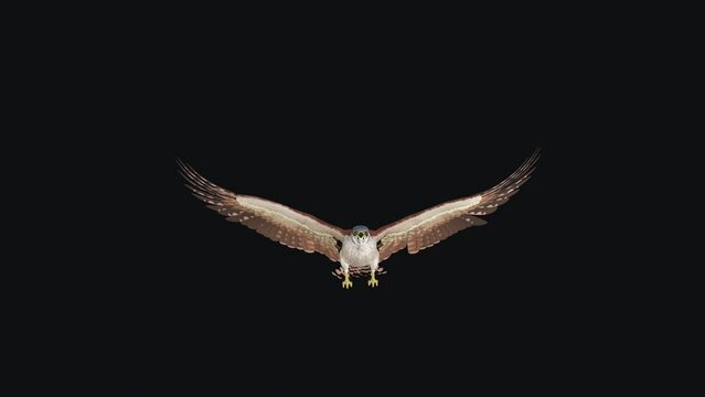 American Kestrel - Raptor Bird - Flying Loop - Front View CU - Realistic 3D Animation Isolated On Transparent Background With Alpha Channel