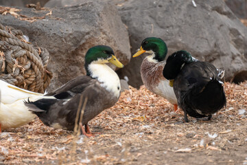 Mallards stand on the ground