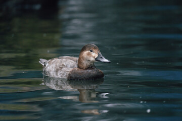 Duck swims in the pond