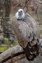 Griffon vulture on a branch