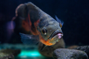 Piranha in an aquarium