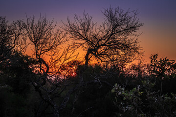 Fototapeta premium Travelling through a dry bushveld landscape covered in mopani and acacia trees at sunset, Kruger National Park, South Africa