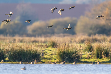 Eurasian Wigeon, Mareca penelope, birds in flight over Marshes at winter