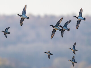Eurasian Wigeon, Mareca penelope, birds in flight over Marshes