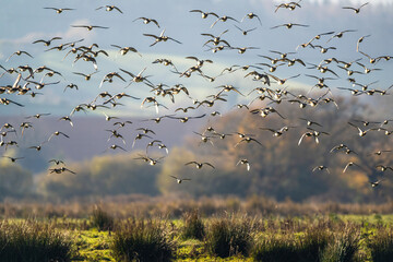 Eurasian Wigeon, Mareca penelope, birds in flight over Marshes