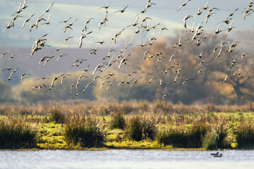 Eurasian Wigeon, Mareca penelope, birds in flight over Marshes - obrazy, fototapety, plakaty